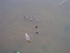 Pato con 5 cr&iacute;as
