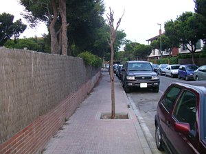 Vuelve a haber un &aacute;rbol