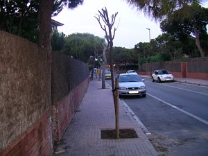 Vuelve a haber un &aacute;rbol
