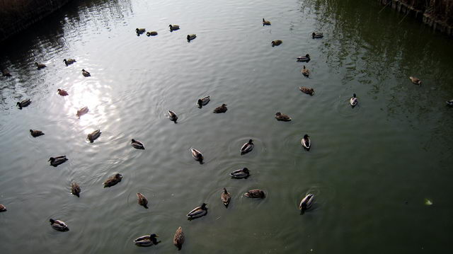 Patos en la desembocadura de la riera dels Canyars de Gav&agrave; Mar (desde el puente de la calle de Calafell) (2 de febrero de 2008)