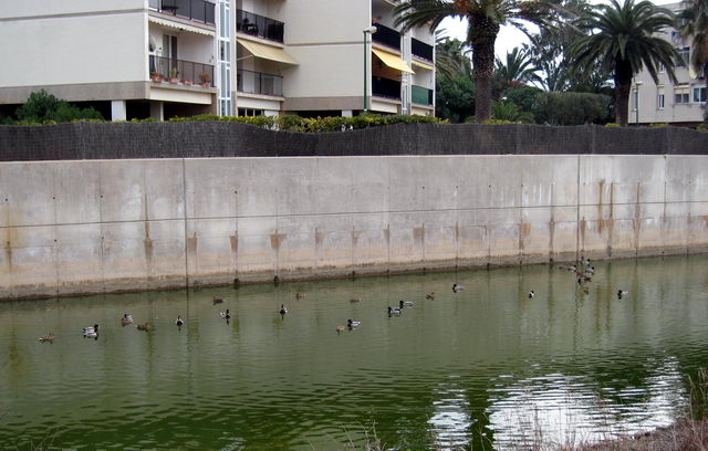 Patos en la desembocadura de la riera dels Canyars de Gav&agrave; Mar (desde el puente de la calle de Calafell) (2 de febrero de 2008)